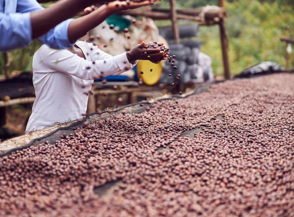 Blend vs Single-Origin: Which Coffee Is Right for You?