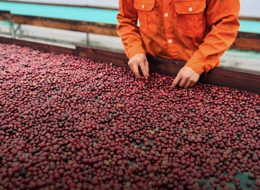 Single Origin Coffee Beans