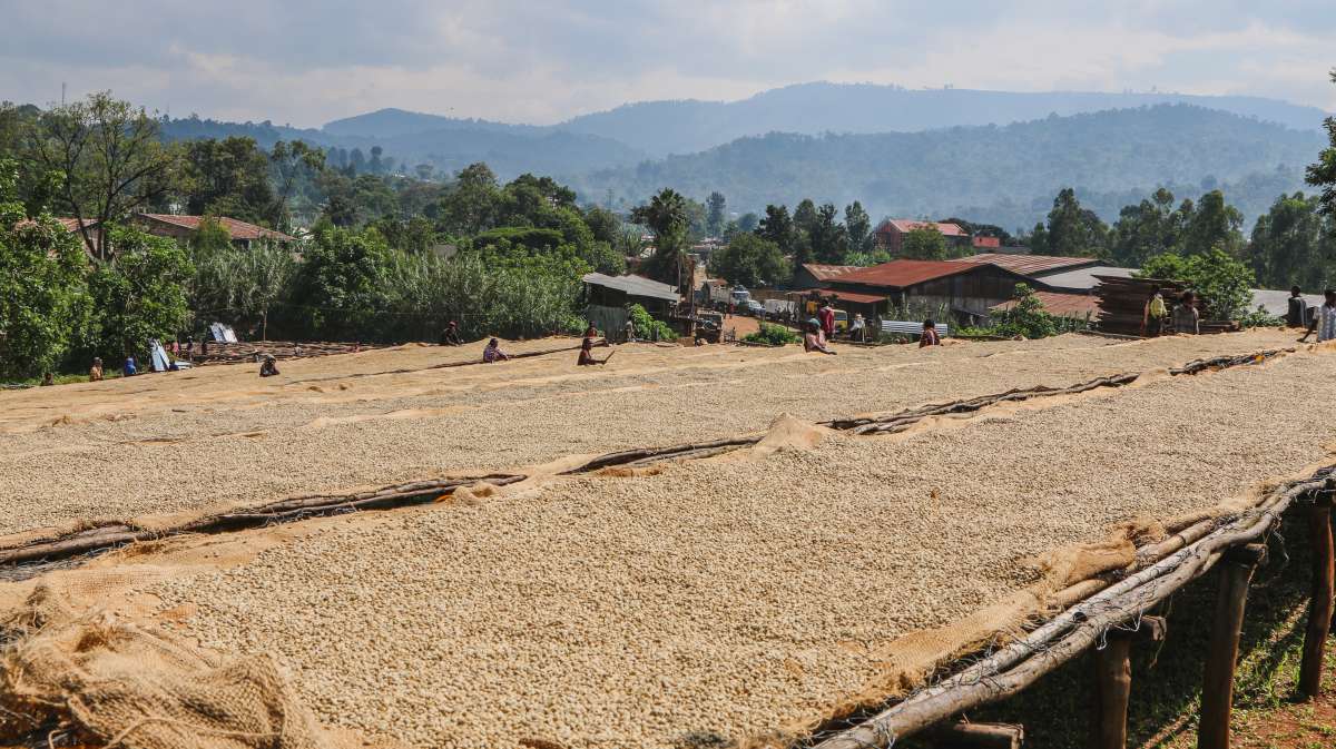 Ethiopia Washed Chelle-thumbmail-2