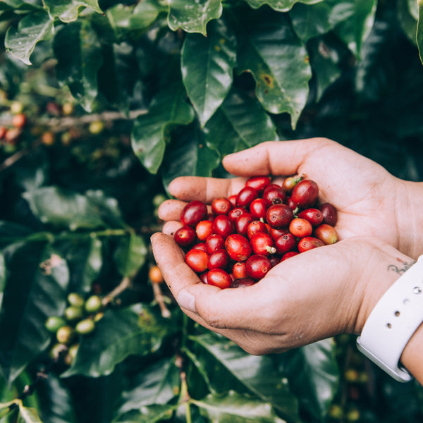 Micro Lot Coffee